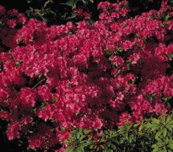 Japanische Azalee 'Rubinetta', 15-20 cm, Rhododendron obtusum 'Rubinetta', Containerware von Rhododendron obtusum 'Rubinetta'