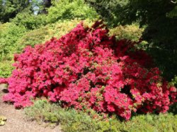 Japanische Azalee 'Rubinstern', 20-25 cm, Rhododendron obtusum 'Rubinstern', Containerware von Rhododendron obtusum 'Rubinstern'
