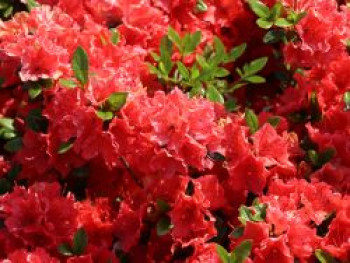 Japanische Azalee 'Satschiko' / Geisha Orange ®, 15-20 cm, Rhododendron obtusum 'Satschiko' ®, Containerware von Rhododendron obtusum 'Satschiko' ®