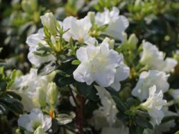 Japanische Azalee 'Schneeperle' ®, 20-25 cm, Rhododendron obtusum 'Schneeperle' ®, Containerware von Rhododendron obtusum 'Schneeperle' ®