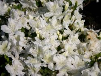 Japanische Azalee 'Schneesturm', 25-30 cm, Rhododendron obtusum 'Schneesturm', Containerware von Rhododendron obtusum 'Schneesturm'