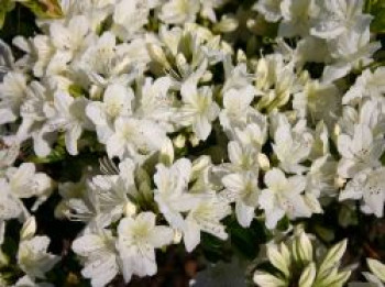 Japanische Azalee 'Schneewittchen', 20-25 cm, Rhododendron obtusum 'Schneewittchen', Containerware von Rhododendron obtusum 'Schneewittchen'