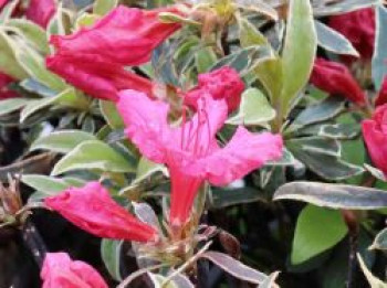 Rhododendron 'Silver Sword', 10-15 cm, Rhododendron obtusum 'Silver Sword', Topfware von Rhododendron obtusum 'Silver Sword'