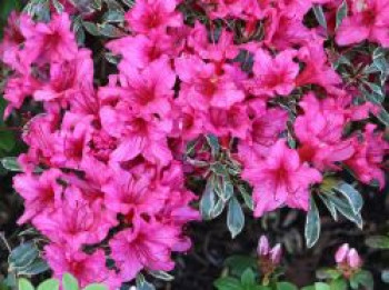 Rhododendron 'Silver Sword', 10-15 cm, Rhododendron obtusum 'Silver Sword', Topfware Rhododendron 'Silver Sword', 10-15 cm, Rhododendron obtusum 'Silver Sword', Topfware von Rhododendron obtusum 'Silver Sword'