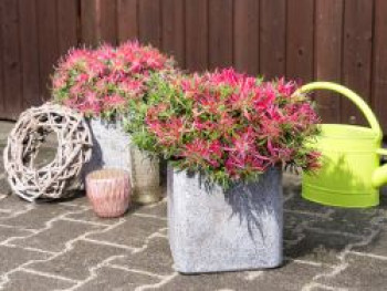 Japanische Azalee StarStyle ® (Pink), 25-30 cm, Rhododendron obtusum StarStyle ® (Pink), Containerware von Rhododendron obtusum StarStyle ® (Pink)