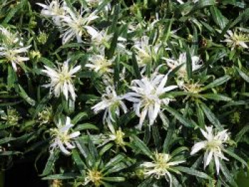 Japanische Azalee StarStyle ® (White), 25-30 cm, Rhododendron obtusum StarStyle ® (White), Containerware von Rhododendron obtusum StarStyle ® (White)