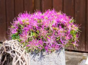 Japanische Azalee StarStyle ® (Lila), 5-15 cm, Rhododendron obtusum StarStyle ® (Lila), Topfware von Rhododendron obtusum StarStyle ® (Lila)