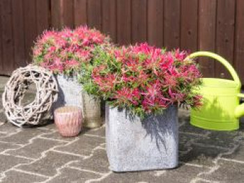 Japanische Azalee StarStyle ® (Pink), 15-25 cm, Rhododendron obtusum StarStyle ® (Pink), Containerware von Rhododendron obtusum StarStyle ® (Pink)