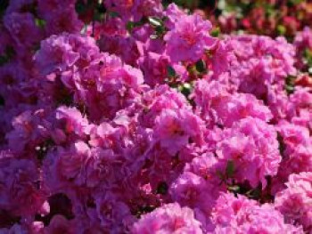 Japanische Azalee 'Thekla', 25-30 cm, Rhododendron obtusum 'Thekla', Containerware von Rhododendron obtusum 'Thekla'