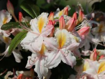 Rhododendron 'Cinzia', 40-50 cm, Rhododendron occidentale 'Cinzia', Containerware von Rhododendron occidentale 'Cinzia'
