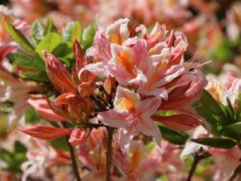 Rhododendron 'Irene Koster', 40-60 cm, Rhododendron occidentale 'Irene Koster', Containerware Rhododendron 'Irene Koster', 40-60 cm, Rhododendron occidentale 'Irene Koster', Containerware von Rhododendron occidentale 'Irene Koster'