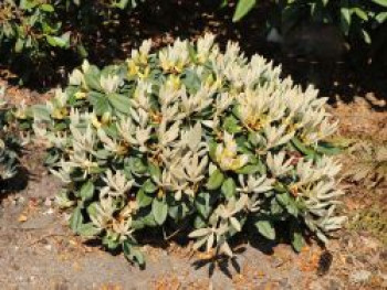 Rhododendron 'Silbervelours', 20-25 cm, Rhododendron pachysanthum 'Silbervelours', Containerware von Rhododendron pachysanthum 'Silbervelours'