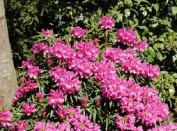 Rhododendron 'Graziella', 30-40 cm, Rhododendron ponticum 'Graziella', Containerware von Rhododendron ponticum 'Graziella'