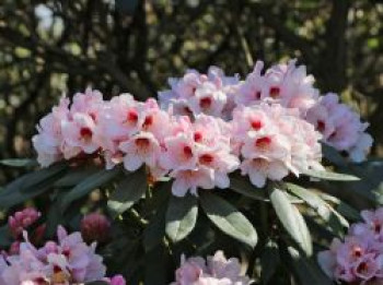 Rhododendron 'Osterschnee', 25-30 cm, Rhododendron praevernum 'Osterschnee', Containerware von Rhododendron praevernum 'Osterschnee'