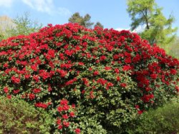 Rhododendron 'Bad Eilsen', 25-30 cm, Rhododendron repens 'Bad Eilsen', Containerware Rhododendron 'Bad Eilsen', 25-30 cm, Rhododendron repens 'Bad Eilsen', Containerware von Rhododendron repens 'Bad Eilsen'