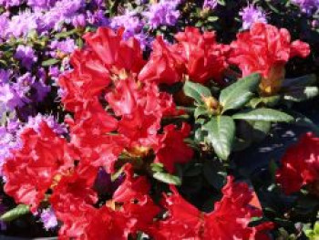 Rhododendron 'Scarlet Wonder', 25-30 cm, Rhododendron repens 'Scarlet Wonder', Containerware von Rhododendron repens 'Scarlet Wonder'