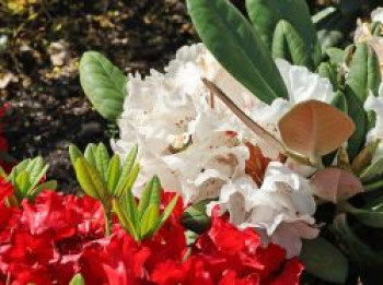 Rhododendron 'Great Dane', 20-25 cm, Rhododendron rex 'Great Dane', Containerware von Rhododendron rex 'Great Dane'