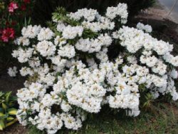 Rhododendron 'Blewbury', 20-25 cm, Rhododendron roxieanum 'Blewbury', Containerware von Rhododendron roxieanum 'Blewbury'