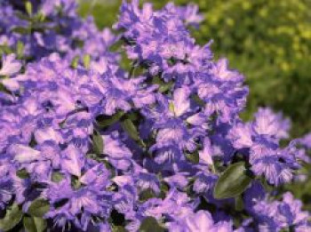 Rhododendron 'Azurwolke', 25-30 cm, Rhododendron russatum 'Azurwolke', Containerware von Rhododendron russatum 'Azurwolke'