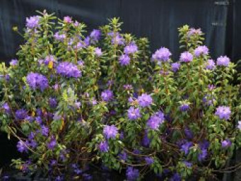 Rhododendron 'Blaufeder', 25-30 cm, Rhododendron russatum 'Blaufeder', Containerware von Rhododendron russatum 'Blaufeder'