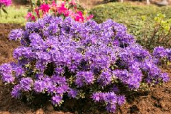 Rhododendron 'Compactum', 15-20 cm, Rhododendron russatum 'Compactum', Containerware von Rhododendron russatum 'Compactum'