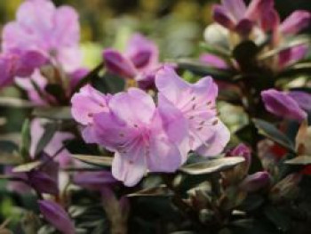 Rhododendron 'Charme La', 25-30 cm, Rhododendron saluenense 'Charme La', Containerware von Rhododendron saluenense 'Charme La'