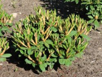 Rhododendron 'Wolly Dane', 25-30 cm, Rhododendron taliense 'Wolly Dane', Containerware von Rhododendron taliense 'Wolly Dane'