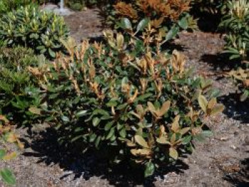 Rhododendron 'Queen Bee', 40-60 cm, Rhododendron tsariense 'Queen Bee', Containerware Rhododendron 'Queen Bee', 40-60 cm, Rhododendron tsariense 'Queen Bee', Containerware von Rhododendron tsariense 'Queen Bee'