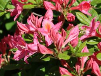 Rhododendron 'Jolie Madame', 40-50 cm, Rhododendron viscosum 'Jolie Madame', Containerware von Rhododendron viscosum 'Jolie Madame'