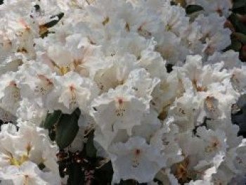 Rhododendron 'Gartendirektor Rieger', 30-40 cm, Rhododendron williamsianum 'Gartendirektor Rieger', Containerware von Rhododendron williamsianum 'Gartendirektor Rieger'