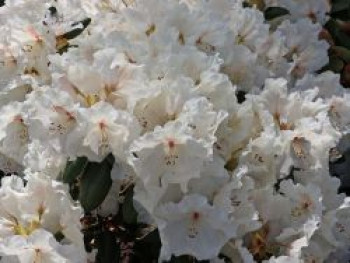 Rhododendron 'Gartendirektor Rieger', 40-60 cm, Rhododendron williamsianum 'Gartendirektor Rieger', Containerware Rhododendron 'Gartendirektor Rieger', 40-60 cm, Rhododendron williamsianum 'Gartendirektor Rieger', Containerware von Rhododendron williamsianum 'Gartendirektor Rieger'