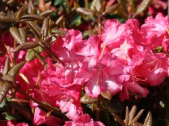 Rhododendron 'Lissabon', 30-40 cm, Rhododendron williamsianum 'Lissabon', Containerware von Rhododendron williamsianum 'Lissabon'