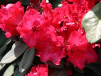 Rhododendron 'Tromba', 25-30 cm, Rhododendron williamsianum 'Tromba', Containerware von Rhododendron williamsianum 'Tromba'
