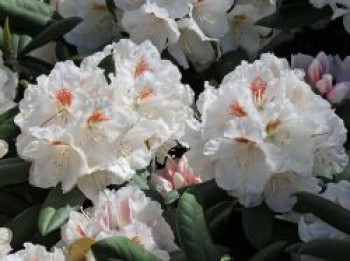 Rhododendron 'Apollonia', 25-30 cm, Rhododendron yakushimanum 'Apollonia', Containerware von Rhododendron yakushimanum 'Apollonia'