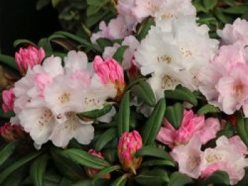 Rhododendron 'Aprilmorgen', 20-25 cm, Rhododendron yakushimanum 'Aprilmorgen', Containerware von Rhododendron yakushimanum 'Aprilmorgen'