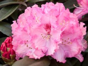 Rhododendron 'Arabella', 30-40 cm, Rhododendron yakushimanum 'Arabella', Containerware von Rhododendron yakushimanum 'Arabella'