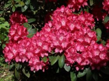 Rhododendron 'Astrid', 30-40 cm, Rhododendron yakushimanum 'Astrid', Containerware von Rhododendron yakushimanum 'Astrid'