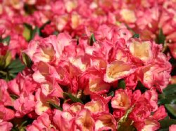 Rhododendron 'Barbarella', 25-30 cm, Rhododendron yakushimanum 'Barbarella', Containerware von Rhododendron yakushimanum 'Barbarella'