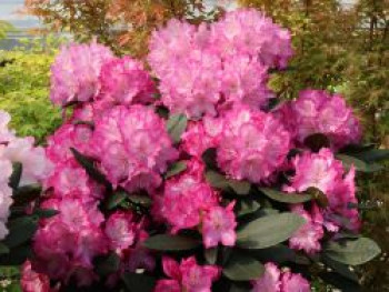 Rhododendron 'Blurettia', 25-30 cm, Rhododendron yakushimanum 'Blurettia', Containerware von Rhododendron yakushimanum 'Blurettia'
