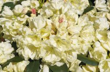 Rhododendron 'Bob Bovee', 25-30 cm, Rhododendron yakushimanum 'Bob Bovee', Containerware von Rhododendron yakushimanum 'Bob Bovee'