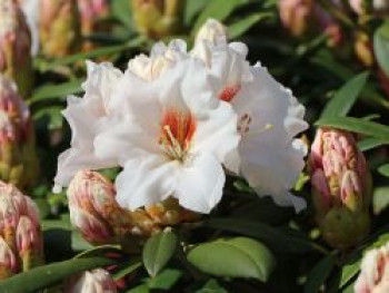 Rhododendron 'Bohlken's Snow Fire', 25-30 cm, Rhododendron yakushimanum 'Bohlken's Snow Fire', Containerware von Rhododendron yakushimanum 'Bohlken's Snow Fire'