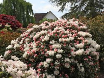 Rhododendron 'Edelweiß', 30-40 cm, Rhododendron yakushimanum 'Edelweiß', Containerware von Rhododendron yakushimanum 'Edelweiß'