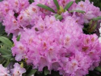 Rhododendron 'Ernest Inman', 25-30 cm, Rhododendron yakushimanum 'Ernest Iman', Containerware von Rhododendron yakushimanum 'Ernest Iman'