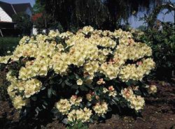 Rhododendron 'Flava' ®, 25-30 cm, Rhododendron yakushimanum 'Flava' ®, Containerware von Rhododendron yakushimanum 'Flava' ®