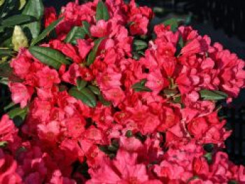 Rhododendron 'Florkissen', 20-25 cm, Rhododendron yakushimanum 'Florkissen', Containerware Rhododendron 'Florkissen', 20-25 cm, Rhododendron yakushimanum 'Florkissen', Containerware von Rhododendron yakushimanum 'Florkissen'