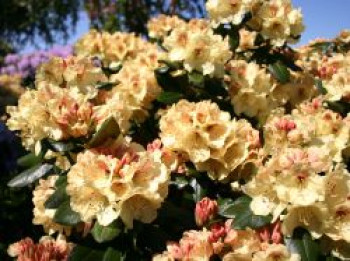 Rhododendron 'Goldprinz', 20-25 cm, Rhododendron yakushimanum 'Goldprinz', Containerware von Rhododendron yakushimanum 'Goldprinz'