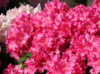 Rhododendron 'Helgoland', 20-25 cm, Rhododendron yakushimanum 'Helgoland', Containerware von Rhododendron yakushimanum 'Helgoland'