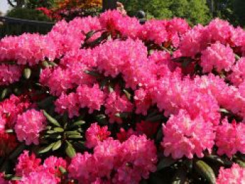 Rhododendron 'Kalinka', 25-30 cm, Rhododendron yakushimanum 'Kalinka', Containerware von Rhododendron yakushimanum 'Kalinka'