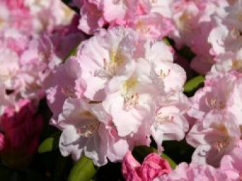 Rhododendron 'Ken Janeck', 25-30 cm, Rhododendron yakushimanum 'Ken Janeck', Containerware von Rhododendron yakushimanum 'Ken Janeck'
