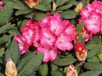 Rhododendron 'Kokette', 25-30 cm, Rhododendron yakushimanum 'Kokette', Containerware von Rhododendron yakushimanum 'Kokette'